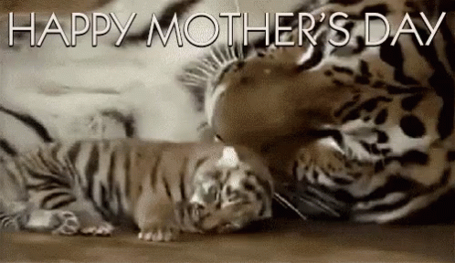 Funny Mother's Day Tiger Licking Baby GIF