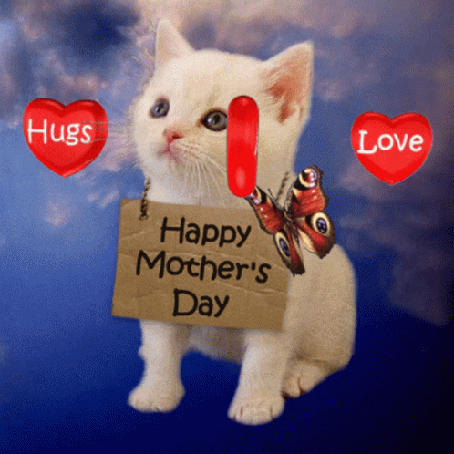 Funny Mother's Day White Kitten GIF