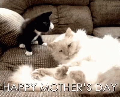 Funny Mothers Day Cat Playing GIF