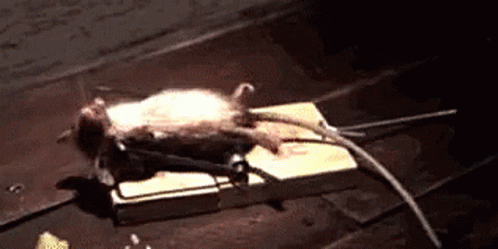 Funny Mouse Playing Dead GIF