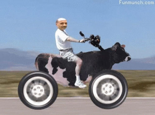 Funny Moving Cow Motorcycle GIF
