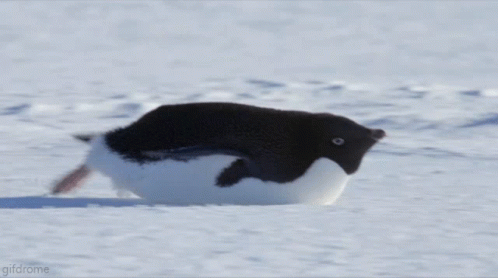 Funny Moving Penguin On Snow GIF