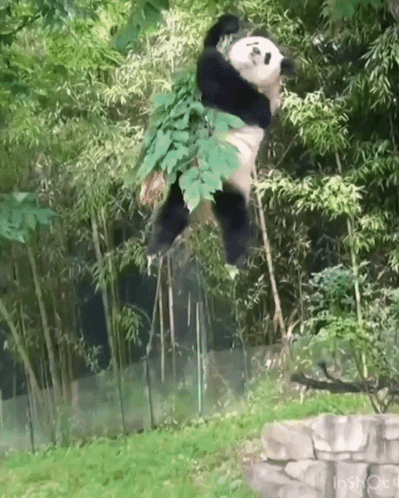 Funny Panda Hanging On Tree Branch GIF