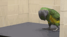 Funny Parrot Doing A Flip GIF