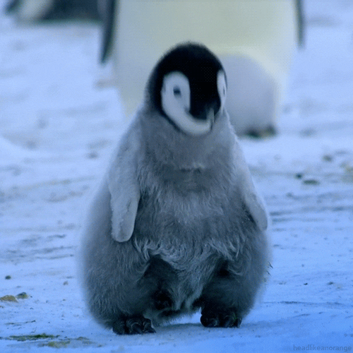 Funny Penguin Slow Headbang GIF