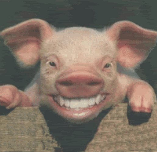 Funny Pig With Human Teeth Hehehe GIF