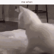 Funny Playful Cute Cat Wagging Tail GIF