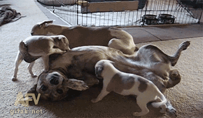 Funny Playful Puppies Breastfeeding GIF