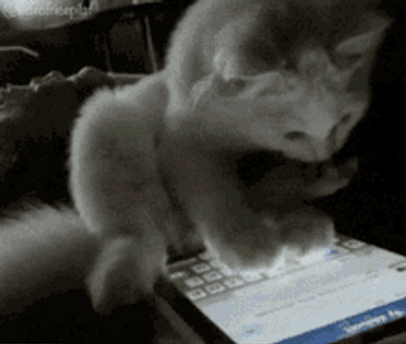 Funny Playful White Cat Tablet GIF