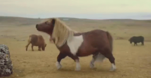 Funny Pony Doing Moonwalk GIF