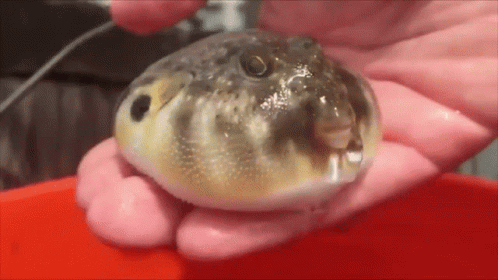 Funny Pufferfish Blow Up Water GIF