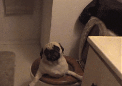 Funny Pug Stuck In Toilet GIF