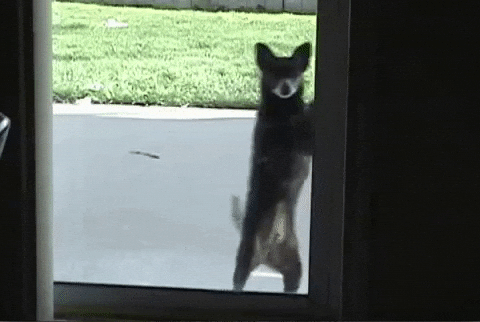 Funny Puppy Dancing Ickey Shuffle GIF