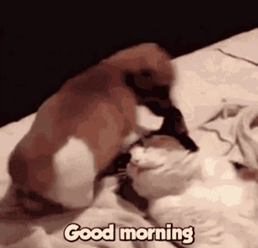 funny good morning dog
