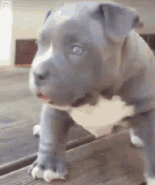 Funny Puppy Pitbull  GIF