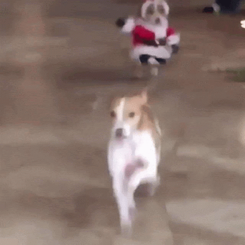 Funny Santa Dog Running GIF