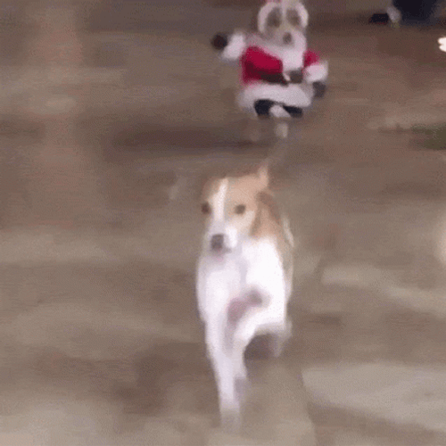 Funny Santa Dog Running GIF