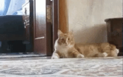 Funny Scared Cat Moving Weird GIF