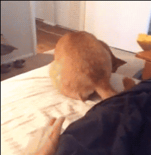 Funny Scared Dog Invisible GIF 