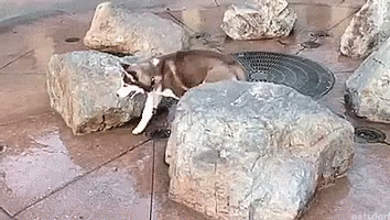 Funny Scared Dog Playing Around GIF