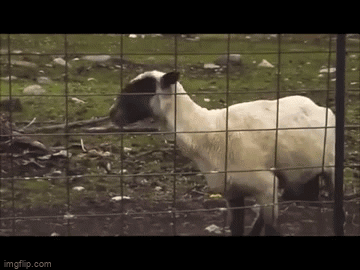 Funny Screaming Goat Yelling Brace GIF