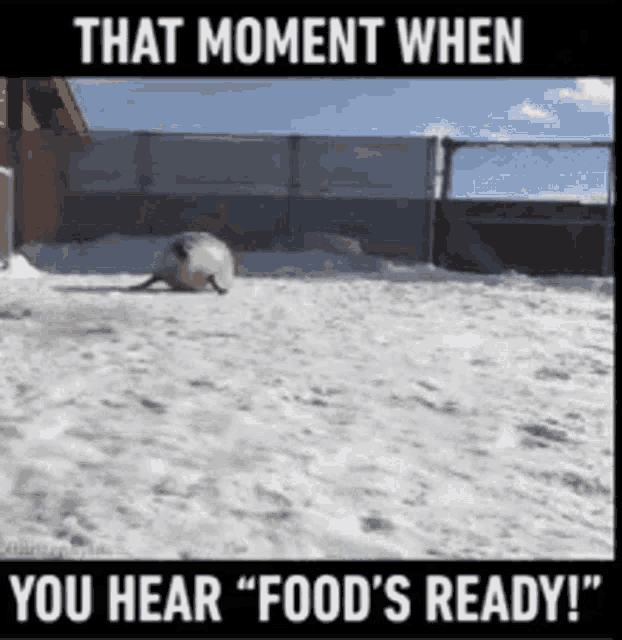 Funny Sea Lion Bounce GIF