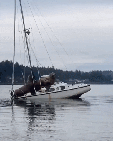Funny Sea Lions GIF