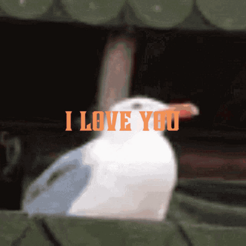 Funny Seagull Meme Screaming I Love You GIF