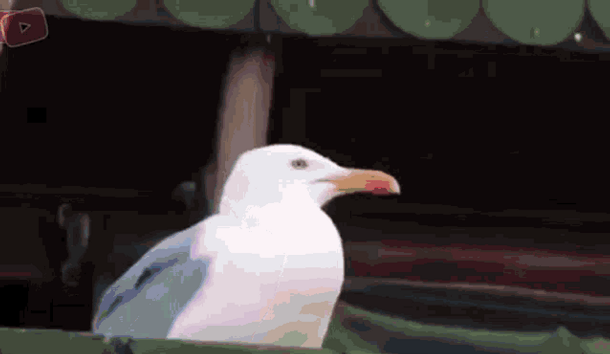 Funny Seagull Screaming Meme Red Eyes GIF