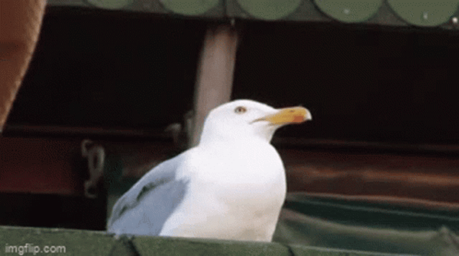 Funny Seagull Screaming Snow Meme GIF
