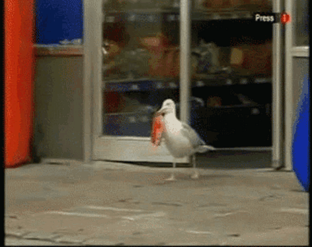Funny Seagull Stealing Snack From Store GIF