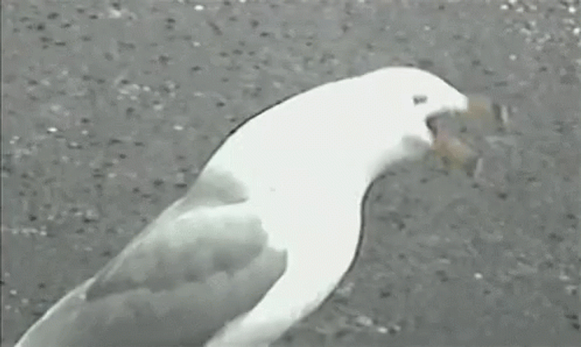 Funny Seagull Vomiting Whole Hotdog GIF