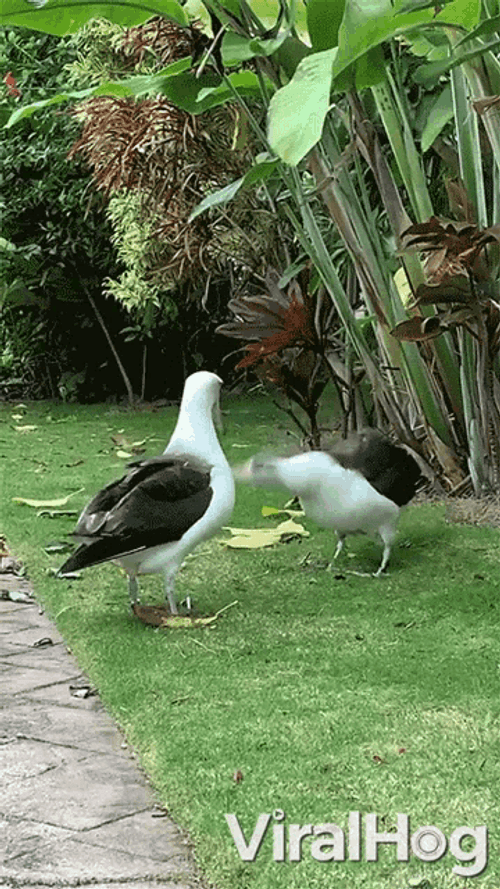 Funny Seagulls Shaking Head Face To Face GIF