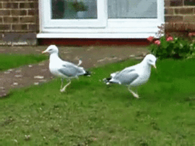 Funny Seagulls Tip Toe Dancing GIF