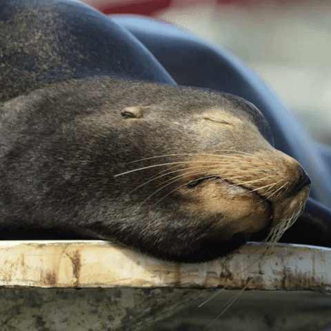 Funny Seal Goodnight Side Eye GIF
