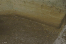 Funny Sheep Running GIF