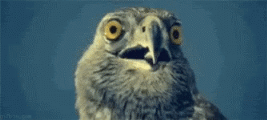 Funny Shocked Hawk GIF