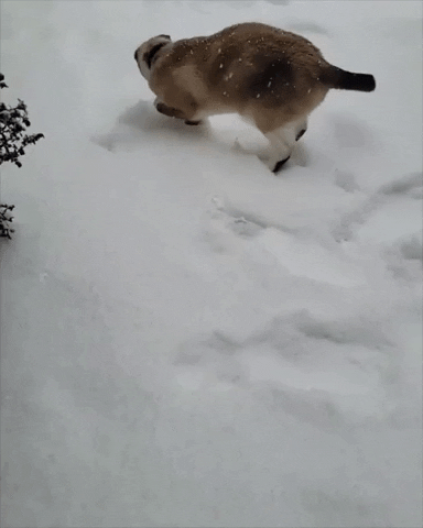 Funny Siamese Cat Snow Ball GIF