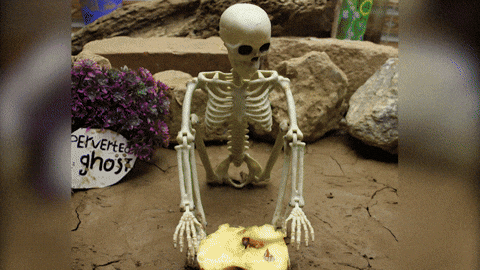 Funny Skeleton Things Coming Out Of Pelvis GIF