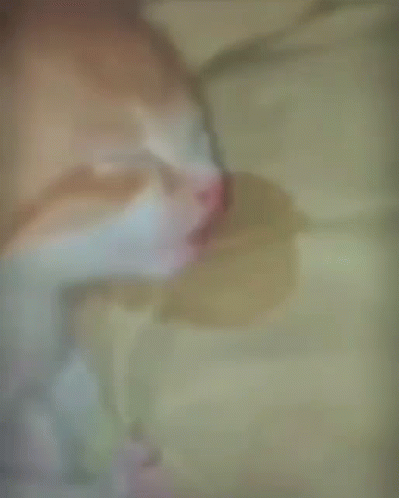 Funny Sleeping Ginger Cat Drooling Meme GIF