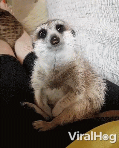 Funny Sluggish Meerkat Falling Asleep GIF