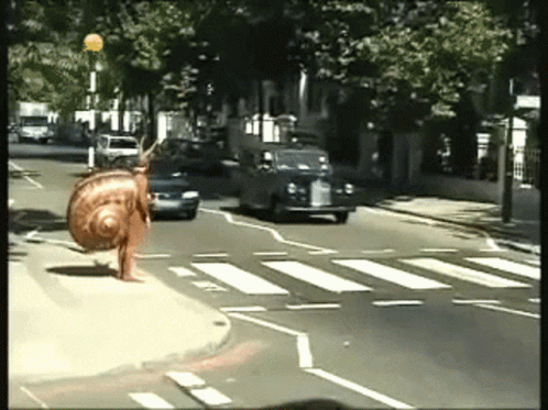 Funny Snail Moving Slowly In Pedestrian Lane GIF
