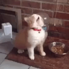 Funny Sneezing Cat GIF