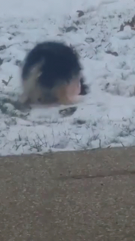 Funny Snow Dog Wagging GIF