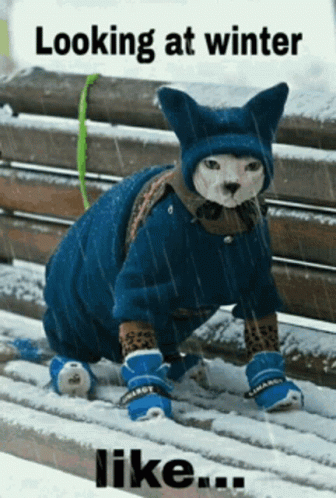 Cat Looking At Winter Like Funny Snow GIF