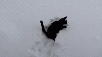 Funny Snow Cat Playing GIF