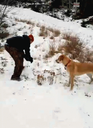 Funny Dog Fetching Snow GIF