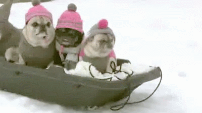 Funny Snow Group Of Pug GIF