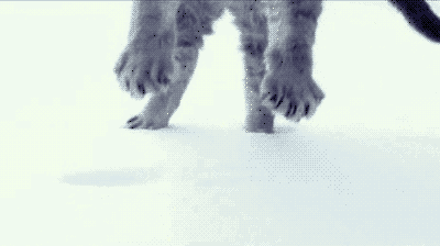 Funny Cat Jumping On Snow GIF