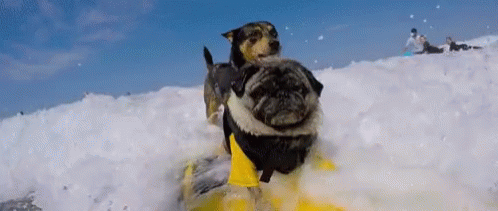 Funny Snow Dog Skii GIF